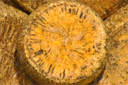 © 2013 - 134_formaggio.jpg