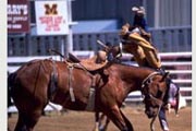 © 2013 - rodeo.jpg