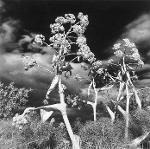 &copy; 2013 - Luciano Monti, Fiore di primavera