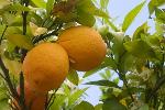 &copy; 2013 - 07_Azienda apistica 'Franco Rondinella'_fiore e frutto d'arancio_foto di Nicola Santagata