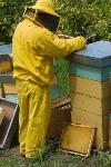 &copy; 2013 - 12_Azienda apistica 'Franco Rondinella'_apicoltore_foto di Nicola Santagata