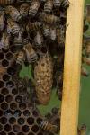 &copy; 2013 - 14_Azienda apistica 'Franco Rondinella'_nidiata ape regina_foto di Nicola Santagata