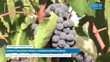RISTRUTTURAZIONE VIGNETI, INTERROGAZIONE DI BRAIA