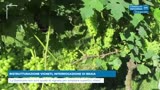 RISTRUTTURAZIONE VIGNETI, INTERROGAZIONE DI BRAIA