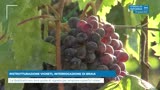 RISTRUTTURAZIONE VIGNETI, INTERROGAZIONE DI BRAIA