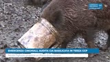 EMERGENZA CINGHIALI, AUDITA CIA BASILICATA IN TERZA CCP