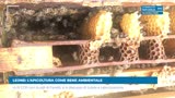 LEONE: L’APICOLTURA COME BENE AMBIENTALE